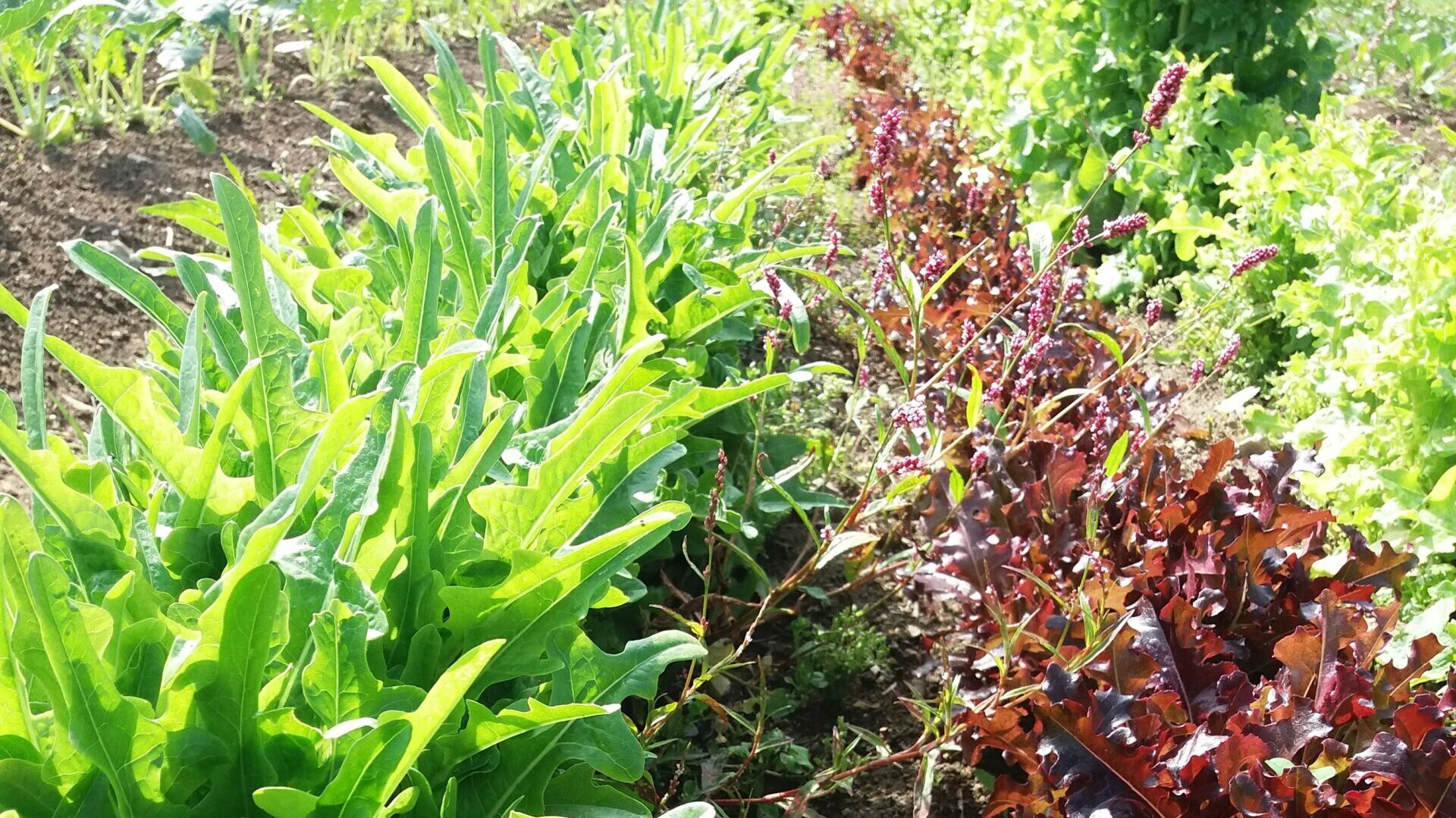 RDV chez Cap Terre pour découvrir nos belles salades… et le reste !